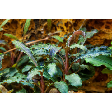 Tropica 1-2-Grow! Bucephalandra 'Kedagang' 6,95 €