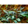 Tropica 1-2-Grow! Bucephalandra 'Kedagang' 6,95 €