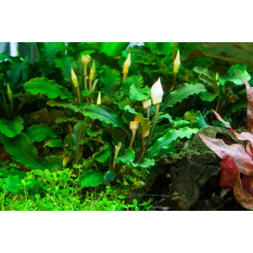 Tropica 1-2-Grow! Bucephalandra pygmaea 'Bukit Kelam' 6,95 €