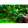 Tropica 1-2-Grow! Bucephalandra pygmaea 'Bukit Kelam' 6,95 €