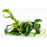 Tropica 1-2-Grow! Bucephalandra pygmaea 'Bukit Kelam' 6,95 €