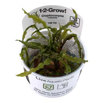 Tropica 1-2-Grow! Cryptocoryne crispatula 6,95 €