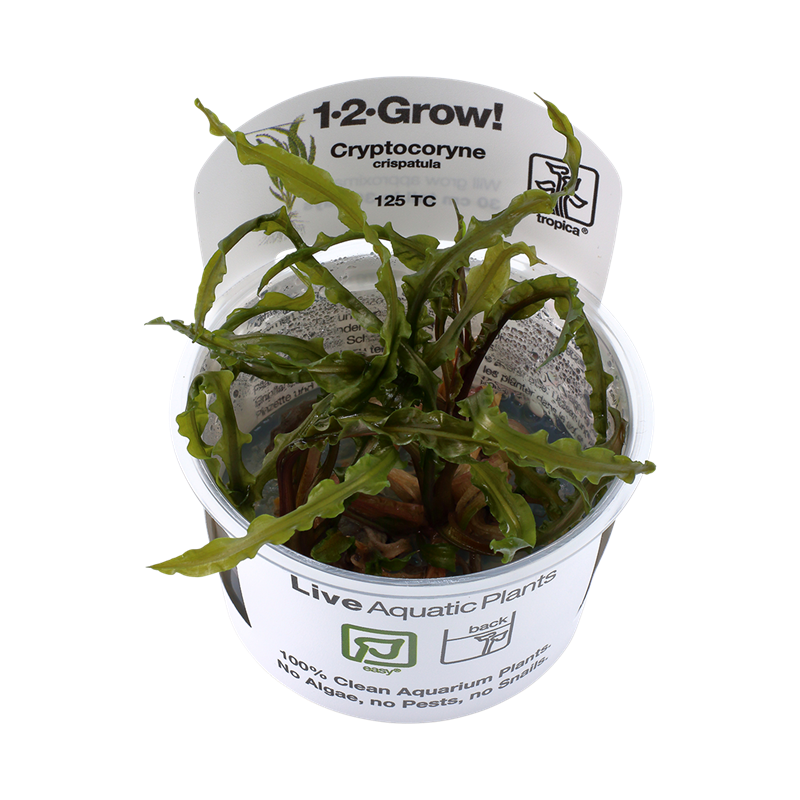 Tropica 1-2-Grow! Cryptocoryne crispatula