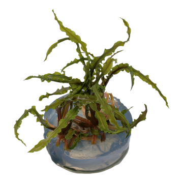 Tropica 1-2-Grow! Cryptocoryne crispatula