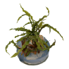 Tropica 1-2-Grow! Cryptocoryne crispatula 6,95 €