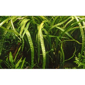 Tropica 1-2-Grow! Cryptocoryne crispatula 6,95 €