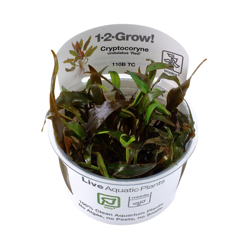 Tropica 1-2-Grow! Cryptocoryne undulatus 'Red' 6,95 €