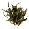 Tropica 1-2-Grow! Cryptocoryne undulatus 'Red' 6,95 €