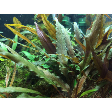 Tropica 1-2-Grow! Cryptocoryne undulatus 'Red'