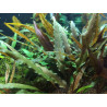 Tropica 1-2-Grow! Cryptocoryne undulatus 'Red' 6,95 €