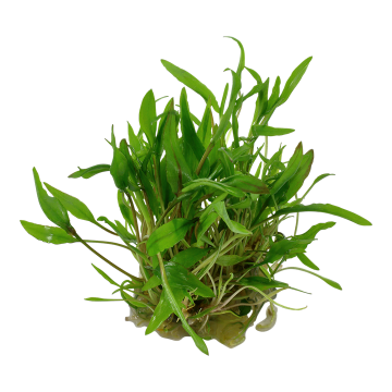 Tropica 1-2-Grow! Cryptocoryne wendtii 'Green'