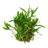 Tropica 1-2-Grow! Cryptocoryne wendtii 'Green'