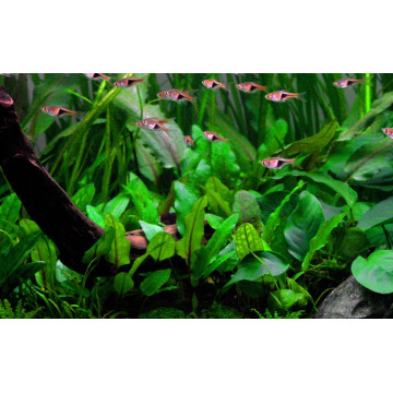 Tropica 1-2-Grow! Cryptocoryne wendtii 'Green'