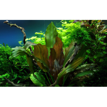 Tropica 1-2-Grow! Echinodorus 'Reni' 