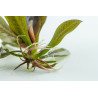 Tropica 1-2-Grow! Echinodorus 'Reni'  6,95 €