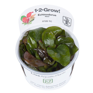 Tropica 1-2-Grow! Echinodorus 'Reni'  6,95 €