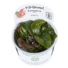 Tropica 1-2-Grow! Echinodorus 'Reni'  6,95 €