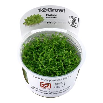 Tropica 1-2-Grow! Elatine hydropiper 