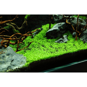 Tropica 1-2-Grow! Elatine hydropiper  6,95 €