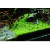 Tropica 1-2-Grow! Elatine hydropiper  6,95 €