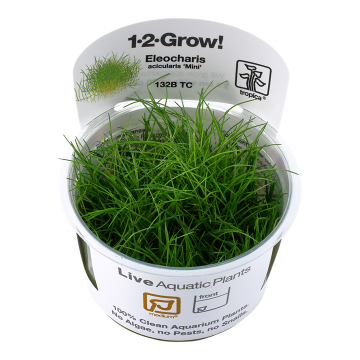 Tropica 1-2-Grow! Eleocharis acicularis 'Mini' 6,95 €