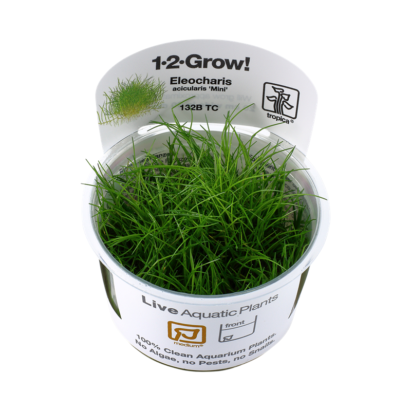 Tropica 1-2-Grow! Eleocharis acicularis 'Mini' 6,95 €