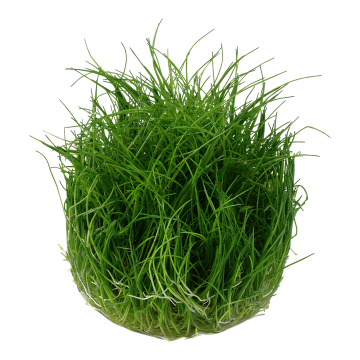 Tropica 1-2-Grow! Eleocharis acicularis 'Mini'