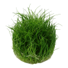 Tropica 1-2-Grow! Eleocharis acicularis 'Mini' 6,95 €