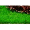 Tropica 1-2-Grow! Eleocharis acicularis 'Mini' 6,95 €