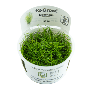 Tropica 1-2-Grow! Eleocharis acicularis 6,95 €