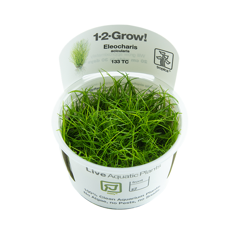 Tropica 1-2-Grow! Eleocharis acicularis 6,95 €