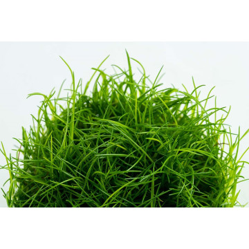 Tropica 1-2-Grow! Eleocharis acicularis