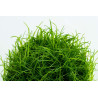 Tropica 1-2-Grow! Eleocharis acicularis