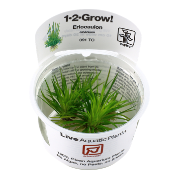 Tropica 1-2-Grow! Eriocaulon cinereum 6,95 €