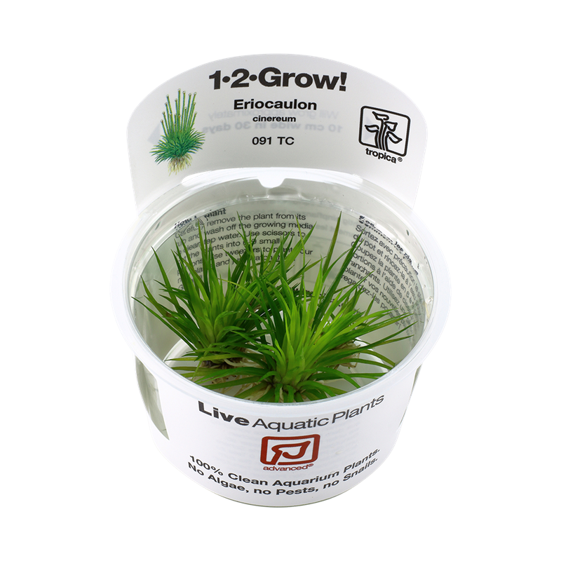 Tropica 1-2-Grow! Eriocaulon cinereum