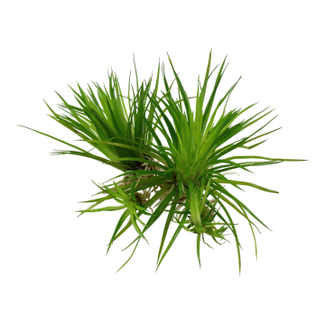 Tropica 1-2-Grow! Eriocaulon cinereum