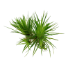 Tropica 1-2-Grow! Eriocaulon cinereum