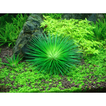 Tropica 1-2-Grow! Eriocaulon cinereum 6,95 €