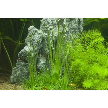 Tropica 1-2-Grow! Eriocaulon cinereum