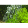 Tropica 1-2-Grow! Eriocaulon cinereum