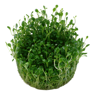 Tropica 1-2-Grow! Glossostigma elatinoides  6,95 €