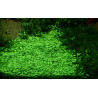 Tropica 1-2-Grow! Glossostigma elatinoides  6,95 €