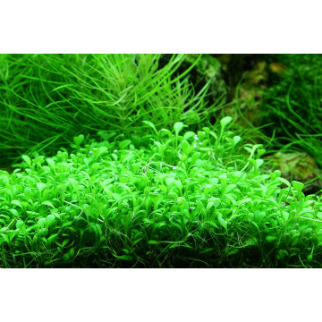 Tropica 1-2-Grow! Glossostigma elatinoides  6,95 €