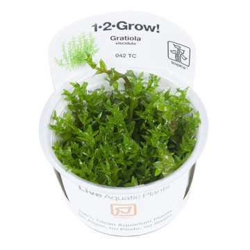 Tropica 1-2-Grow! Gratiola viscidula 6,95 €