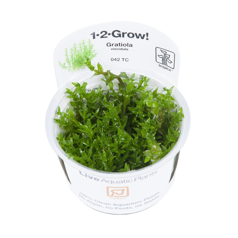 Tropica 1-2-Grow! Gratiola viscidula