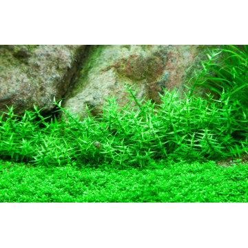 Tropica 1-2-Grow! Gratiola viscidula