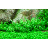 Tropica 1-2-Grow! Gratiola viscidula 6,95 €