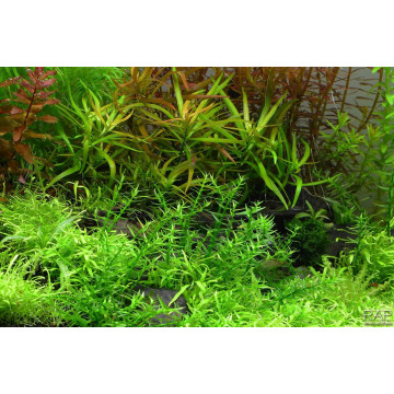 Tropica 1-2-Grow! Gratiola viscidula