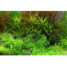 Tropica 1-2-Grow! Gratiola viscidula 6,95 €