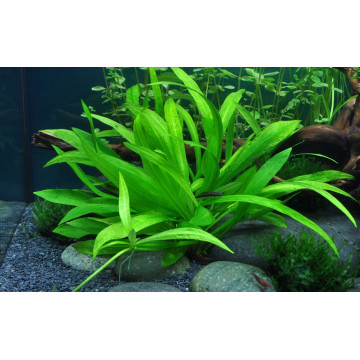 Tropica 1-2-Grow! Helanthium bolivianum 'Quadricostatus'